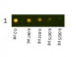 Anti-Rabbit IgG (H&L)  (Texas Red™ Conjugated) Secondary Antibody